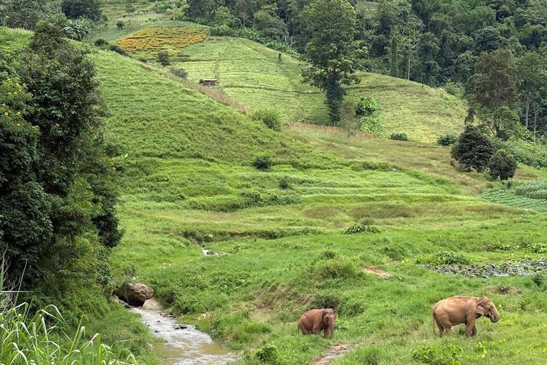 Chiang Mai: Temple Visit & Elephant Nature Observation
