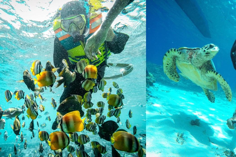 Private Snorkeling Tour Gili Trawangan,Gili Meno,Gili Air Start From: Senggigi,Mangsit,Mataram,Sira,Tanjung,Medana