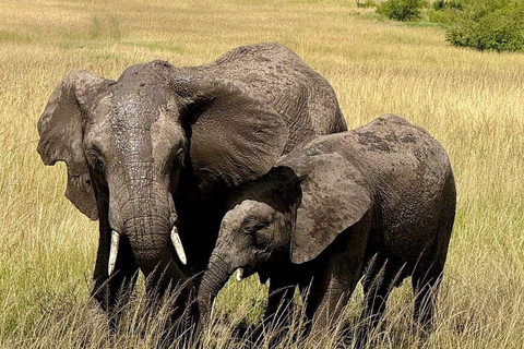 Nairobi: 3-Day epic trip to Maasai Mara Reserve with meals 3 days, 2 nights private safari to Mara in a tourist VAN