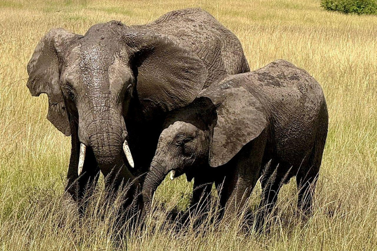 Nairobi: 3-Day epic trip to Maasai Mara Reserve with meals 3 days, 2 nights private safari to Mara in a tourist VAN