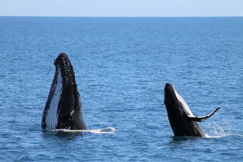 Hervey Bay: Half-Day Whale Watching Cruise Hervey Bay: Half Day Exciting Whale Watching Adventure