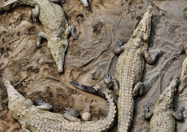 Visit 1 hour 45 minutes Crocodile Adventure Tour in Tarcoles River in Jaco, Costa Rica