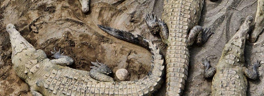 1 heure 45 minutes d'aventure avec les crocodiles dans la rivière Tarcoles