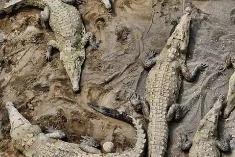 1 timme 45 minuter Krokodiläventyrstur i Tarcoles River