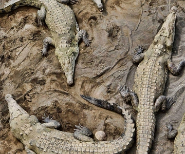 1 hour 45 minutes Crocodile Adventure Tour in Tarcoles River
