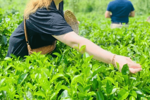 Ella: Hill Country Train Ride & Lipton’s Seat Tuk-Tuk Tour