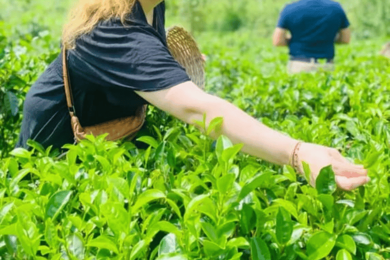 Ella: Hill Country Train Ride & Lipton’s Seat Tuk-Tuk Tour