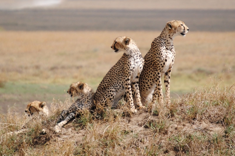 4 Days Tanzania Group Bugdet Camping Serengeti &Ngorongoro