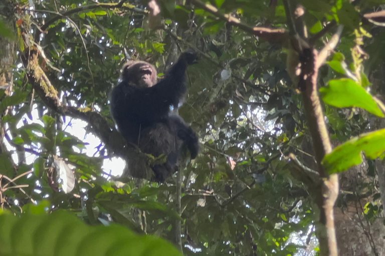 Excursión de un día al Lago Bunyonyi - Bosque de Kalinzu - Senderismo de Chimpancés