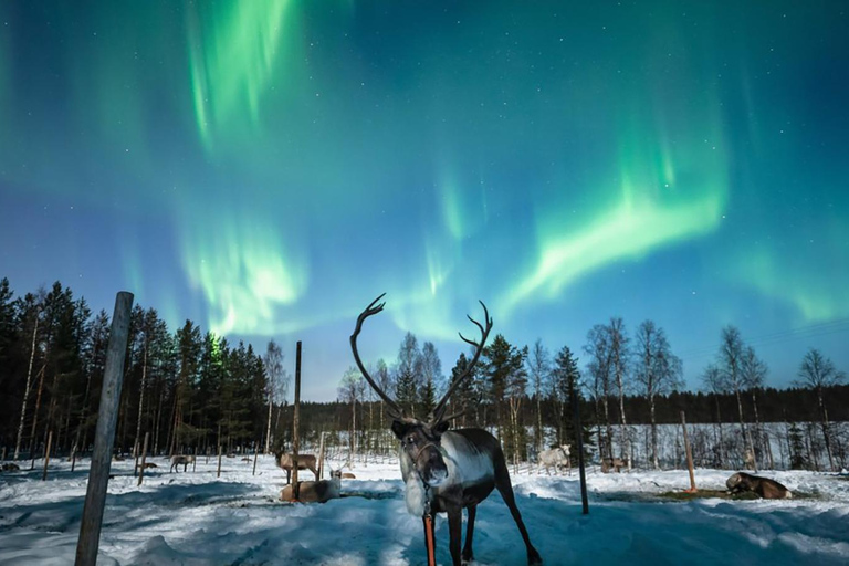 Rovaniemi: Northern Lights Reindeer Sleigh Ride 3,5km