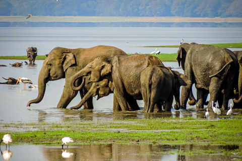 Sigiriya: Minneriya Eco-Friendly Elephant Safari with Guide