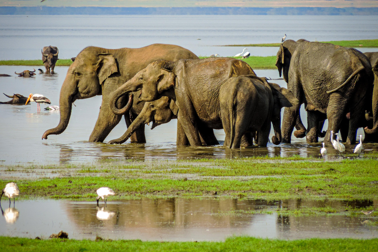Sigiriya: Minneriya Eco-Friendly Elephant Safari with Guide