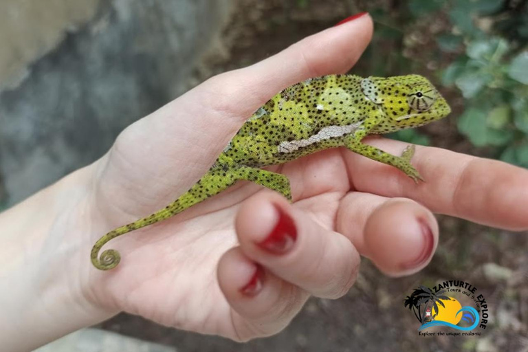 Sansibar: Tierschutz im Kilosa Zoo &amp; Dau-Fahrt bei Sonnenuntergang