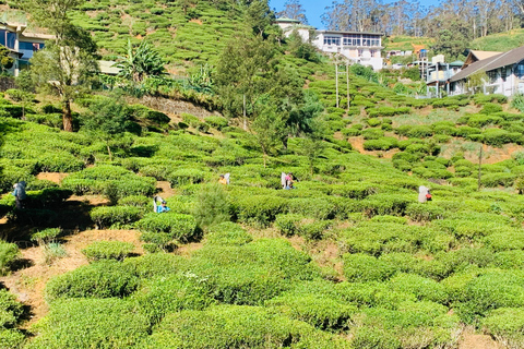 Meerdaagse rondreis in Sri LankaMeerdaagse tours en dagtours