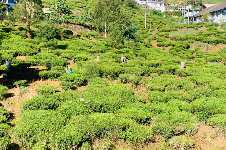 Excursión de varios días por Sri LankaExcursiones de varios días y Excursiones de un día