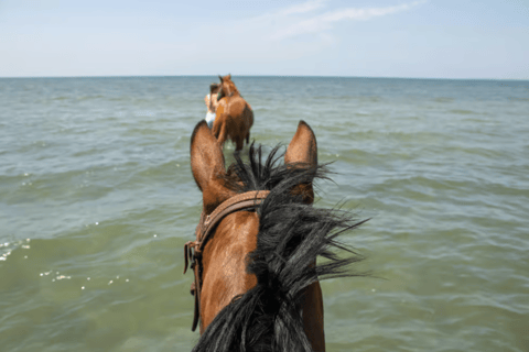 Ibiza: Beach or Nature Horseback Ride with Guide Ibiza: 1 h Nature Ride for beginners