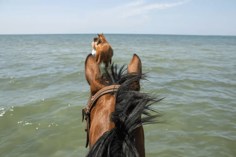 Ibiza: Beach or Nature Horseback Ride with Guide Ibiza: 1 h Nature Ride for beginners