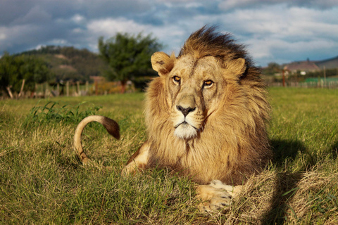 Drakenstein Lion Park Entry Ticket