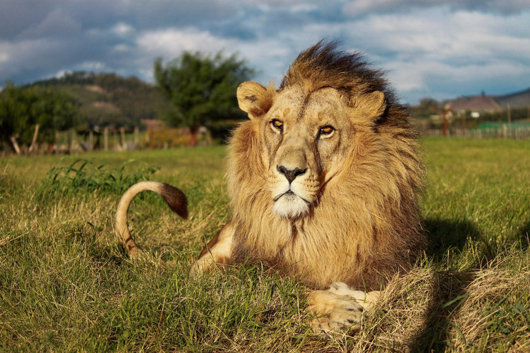Drakenstein Lion Park Entry Ticket