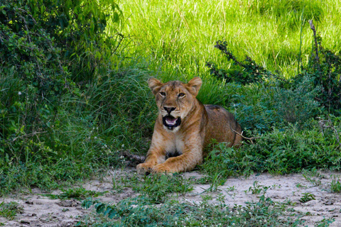 Murchison Falls Wildlife Safari 3 Days (Comfort Plus)