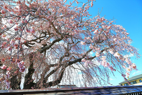 Hokkaido Hakodate 2D1N Tour en autobús por los Cerezos en Flor desde Sapporo2 Personas/1 Habitación