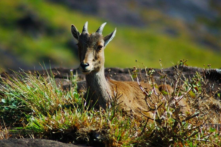 PERNOITA EM MUNNAR A PARTIR DE KOCHI