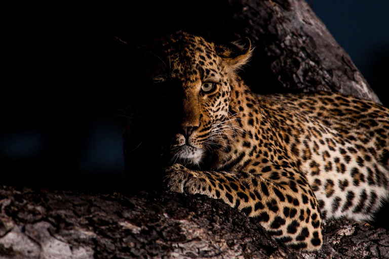 Parque Nacional Kruger: El mejor safari económico de 4 días