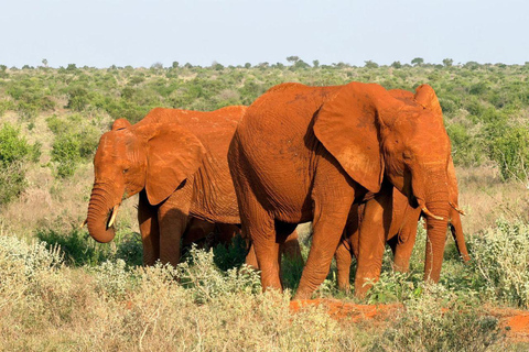 Tsavo East: Private Safari with Lunch and Transfers