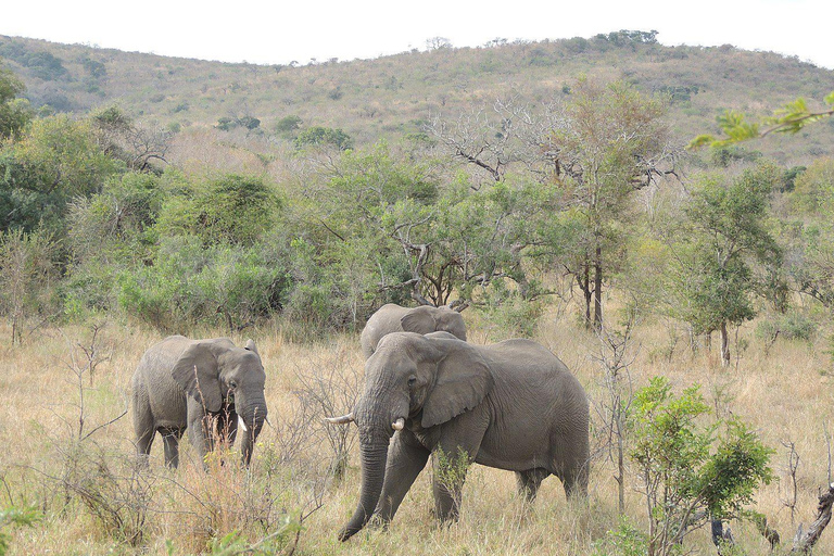 From Durban: Zulu and Nguni Isimangaliso area Village Tour