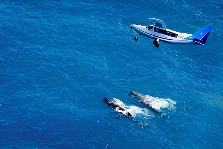 Private Kaikoura Whale Watching Day Trip from Christchurch