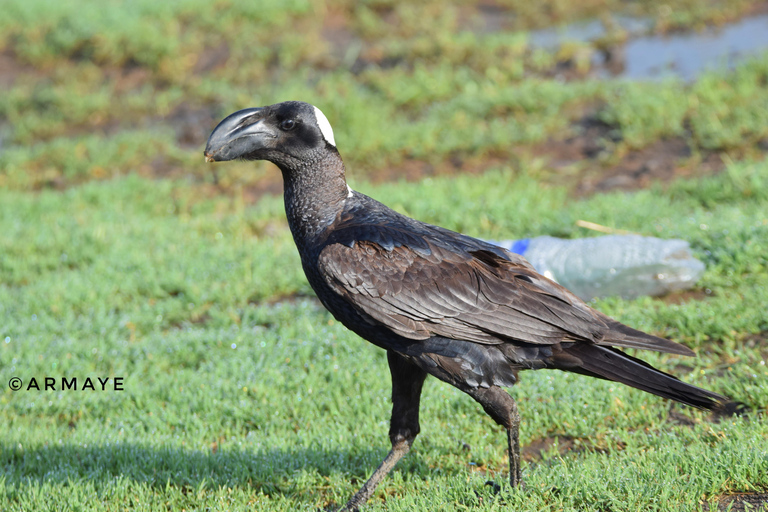 Addis Ababa: Debre Libanos Wildlife Tour