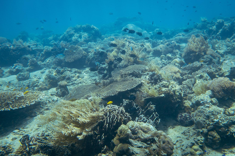 Lombok : Excursion secrète de plongée en apnée dans les îles Gili