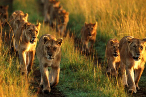 Safari por la reserva de caza de Pilanesberg con servicio de recogida en Johannesburgo