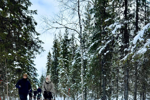 Levi: 5 Km Husky Sledding Ride in Levi