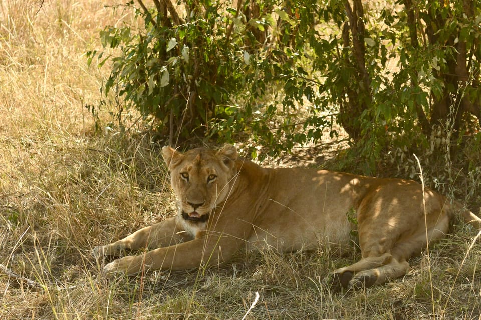 Una Experiencia Emocionante En El Parque Nacional De Nairobi GetYourGuide