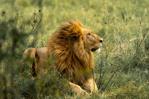 From Nairobi: 2 Days Maasai Mara Group Safari in 4WD Jeep 2 Days Maasai Mara Private safari