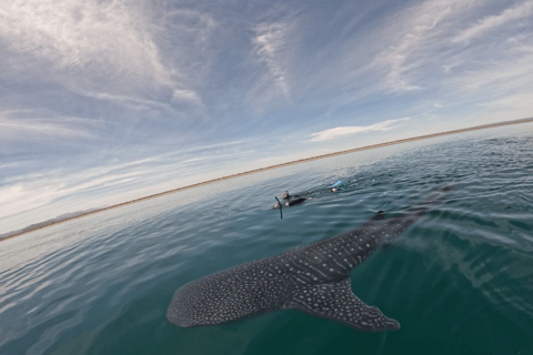 La Paz: Whale Shark Swim Tour with Snorkel Gear & Photos