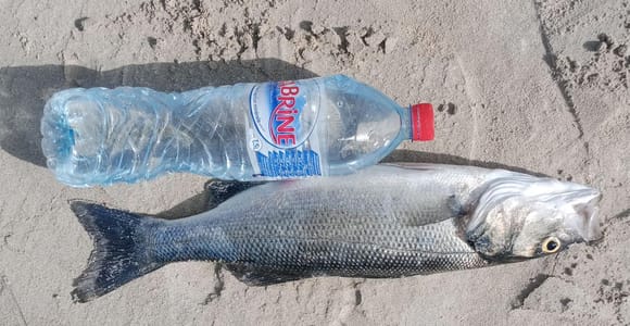 Djerba: Private Fishing half day boat adventure & BBQ