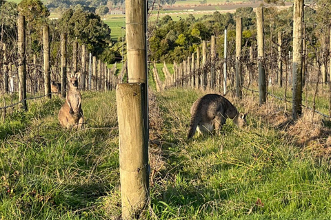 Melbourne: Excursão de carro particular às vinícolas de Yarra Valley