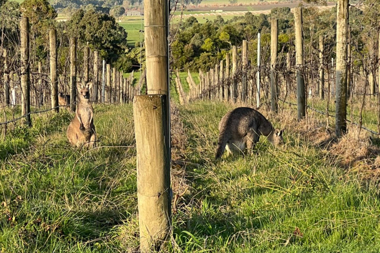 Melbourne: Excursão de carro particular às vinícolas de Yarra Valley