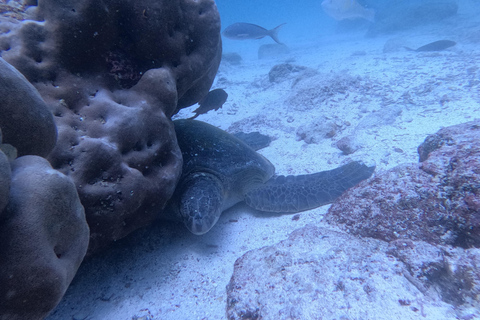 Desde Puerto Ayora: Excursión de un día a Pinzón en Crucero por Galápagos