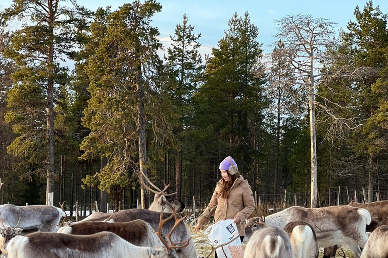 Levi Wilderness Twilight Adventure