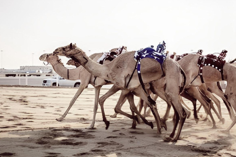 Doha: Pista de corrida de camelos e tour particular pela costa oestePista de corrida de camelos e passeio pela costa oeste