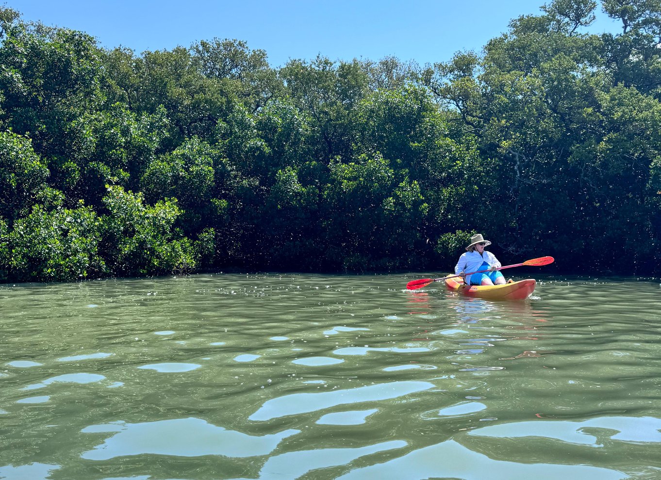 Tierra Verde: Shell Key Mangrove Privat guidet tur på 1,5 time