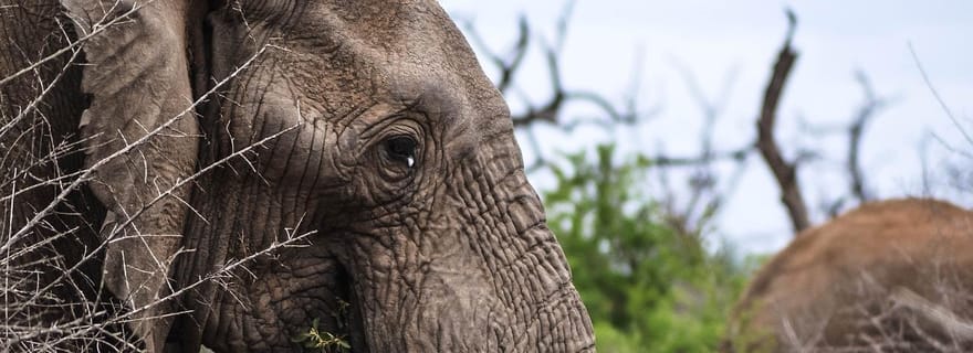 3 jours de safari dans le parc national de Mikumi au départ de Dar-es-Salaam