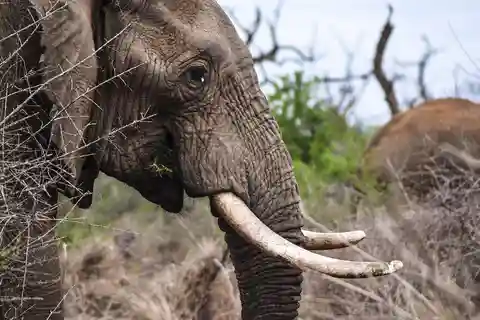 Safari de 3 días al Parque Nacional de Mikumi desde Dar-es-Salaam