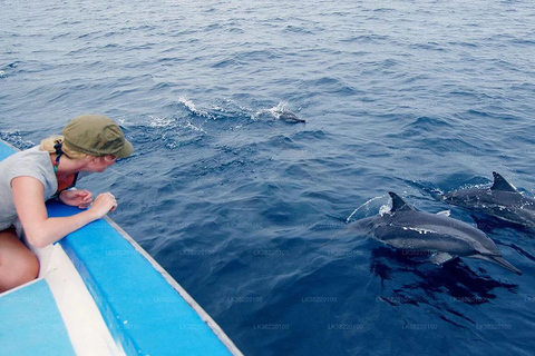 Passeio de barco para observação de baleias a partir de Galle