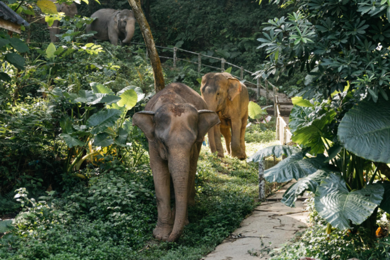 Khao Lak: Halve dag olifantensafari met maaltijd en vervoer van het hotel