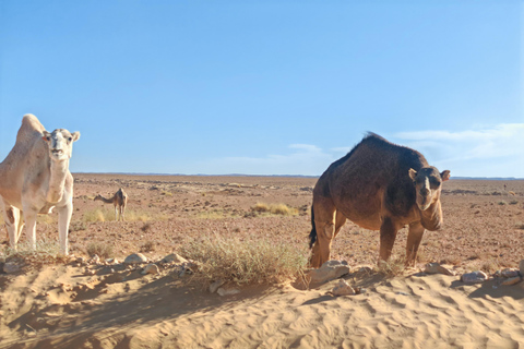 Djerba: Eine Nacht in Berberzelten.