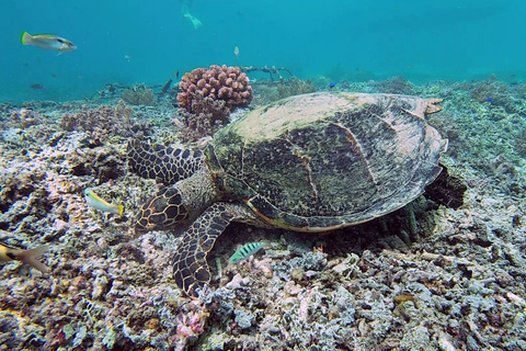Lombok: Secret Gilis Island-Hopping Tour